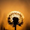 Sunset Cefin Sidan - Dandelion Clock