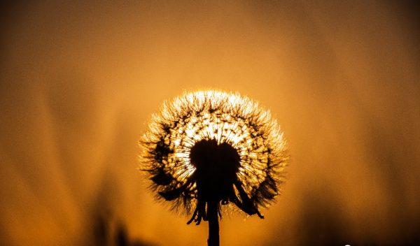 Sunset Cefin Sidan - Dandelion Clock