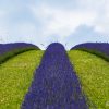Flowers - Cotswolds Lavender Fields 1