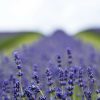 Flowers - Cotswolds Lavender Fields 2