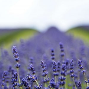 Flowers - Cotswolds Lavender Fields 2