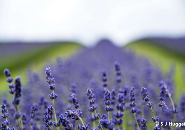 Flowers - Cotswolds Lavender Fields 2