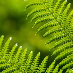 Flowers - Green Fern