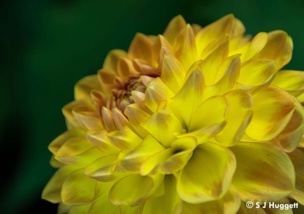 Flowers - closeup 2