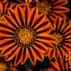 Flowers - Closeup 3 Black and Orange