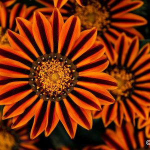 Flowers - Closeup 3 Black and Orange