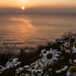 Sunset Cwm Tydu - Daisys