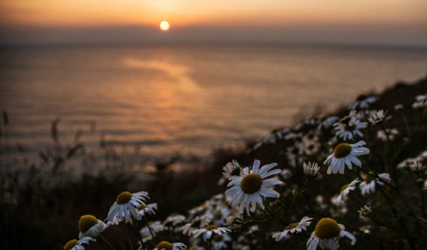 Sunset Cwm Tydu - Daisys