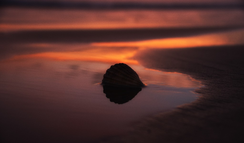 Sunset Cefin Sidan - Sea Shell