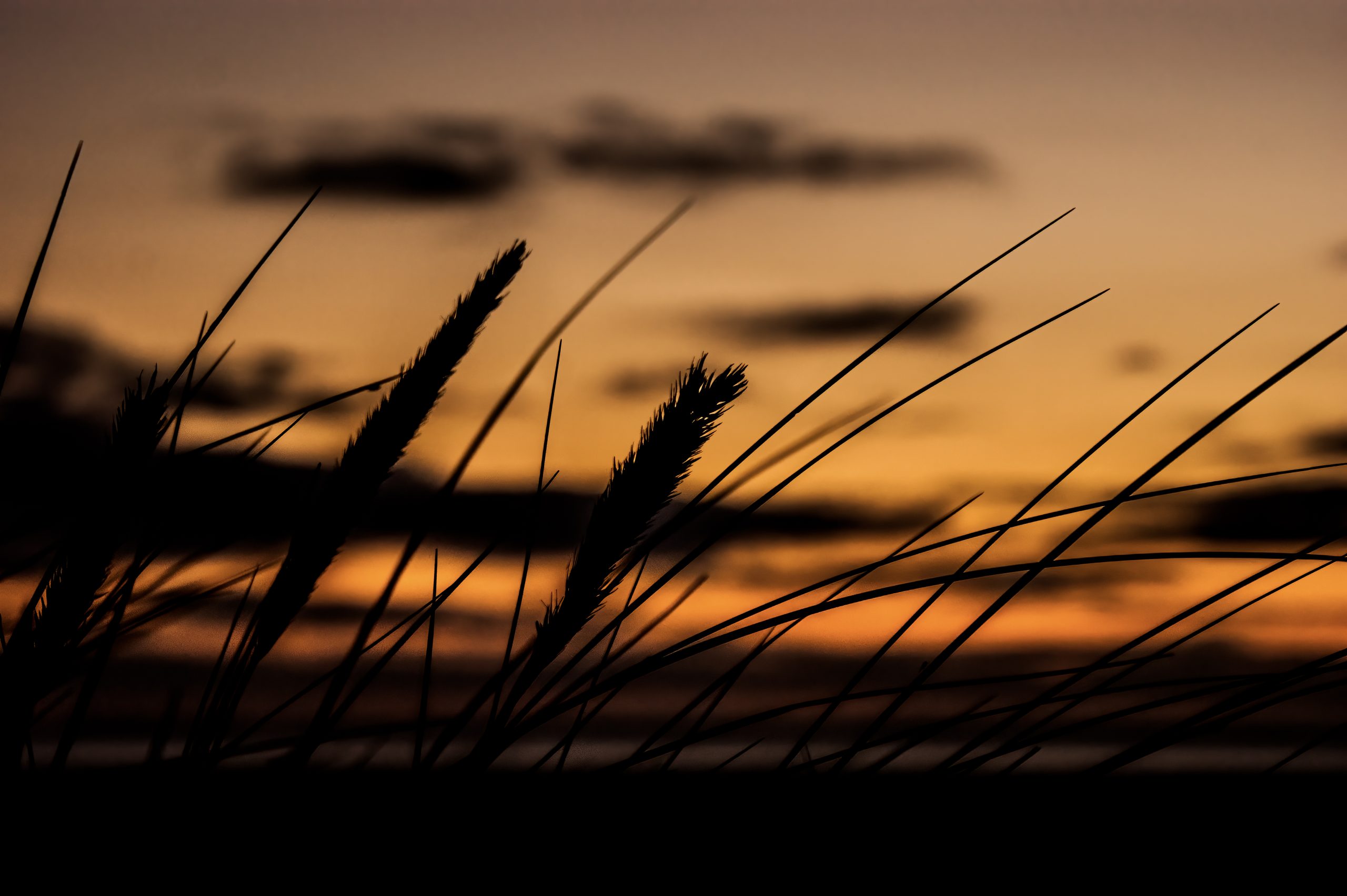 Sunset through the dune grass pembrey cefn sidn wales steve j huggett