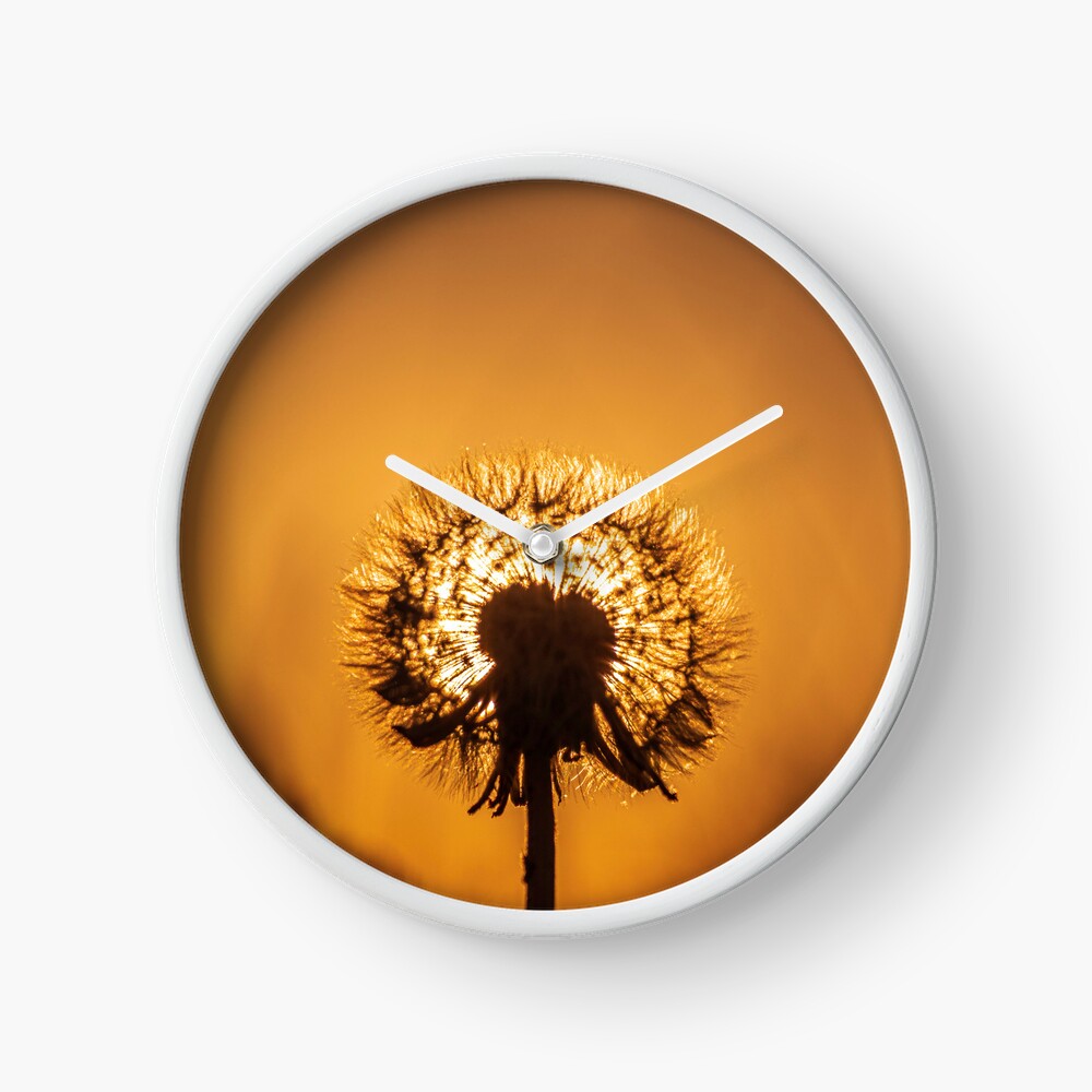 Clock with a Sunset Through a Dandelion Clock - Taken at Pembrey Wales UK