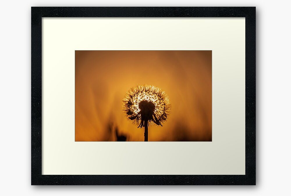 Sunset Through a Dandelion Clock – Taken at Pembrey Wales UK