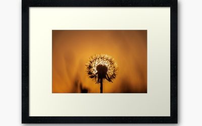 Sunset Through a Dandelion Clock – Taken at Pembrey Wales UK