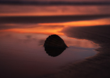 Sunset Cefin Sidan - Sea Shell